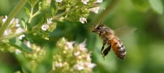 The bees can become nasty, aggressive, and difficult to deal with. Protecting Pollinators Encouraging Bees And Other Beneficial Insects In Your Garden Dave S Garden