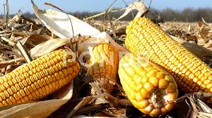 When field corn is ripe, the kernels are hard, firm, and starchy. Ripe Corn Cob On Field Stock Video Pond5