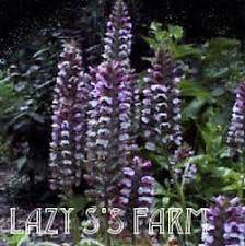 We did not find results for: Bear S Breeches Acanthus Morning Candle Garden Org