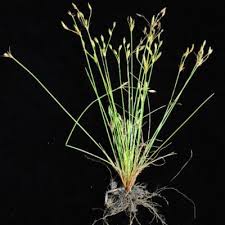 Image result for Bulbostylis hispidula