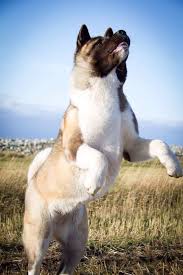Pin By Henry Chegwin On Akita Akita Dog Pretty Dogs American Akita