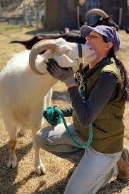 Look a goat :1 year of good luck bestowed upon you. Remote Rescue Goats Airbnb