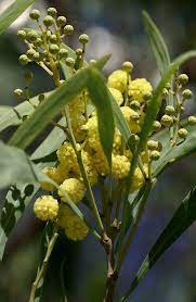 Akazie Immerbluhende Ever Blooming Wattle Acacia Retinoides Ornamental Trees Bloom Foliage