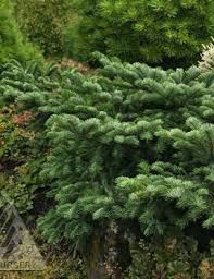 Image result for Searsia squalida