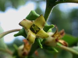 Image result for Diospyros mweroensis