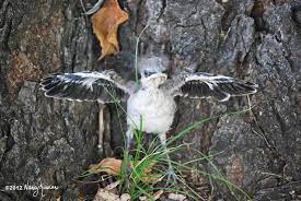 Pin On For The Birds