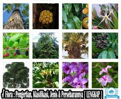 Check spelling or type a new query. Persebaran Flora Pengertian Klasifikasi Jenis Dan Contoh
