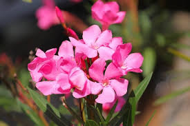 Check spelling or type a new query. How To Create A Pet Safe Garden Vet Approved Advice