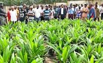 A' Ibom Govt Resumes Management Of Dakkada Global Oil Palm Farm ...
