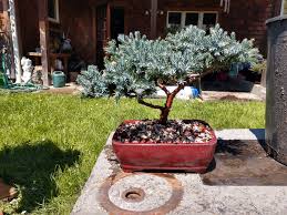 Blue Star Juniper Re Pot Bonsai