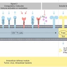 Pdf Harnessing The Complete Repertoire Of Conventional Dendritic Cell Functions For Cancer Immunotherapy