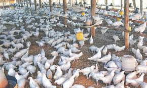 Cases reported in kerala, himachal, madhya pradesh, rajasthan fe online. Bird Flu Threat Looms Amid Weak Disease Surveillance By Govt Pakistan Dawn Com