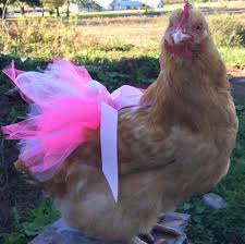 chicken diapers