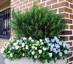Image result for rosemary container