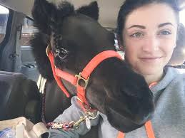 Muffin the Miniature Therapy Horse