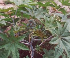 人を殺しうる有毒植物 毒草 15選 症状や毒性について Ailovei