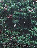 Image result for Pachylobus edulis