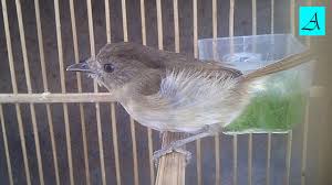 Maybe you would like to learn more about one of these? Masteran Burung Flamboyan Istimewa Bikin Gacor Ngeplong Youtube