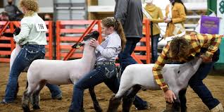 2020 Fairfield County Fair results: Dairy goat, market goat and pygmy goats