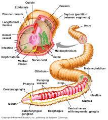 Earthworms don't have eyes like we do. Earthworms