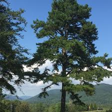 The needles of the tree shed in the. 66 Fast Growing Trees In Virginia With Pictures