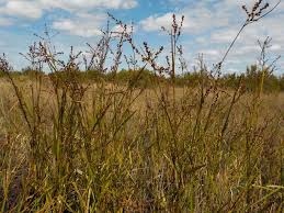 Image result for Scleria lacustris