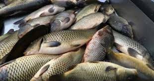 Jenis Jenis Ikan Konsumsi Air Tawar Payau Laut Nyontex Com