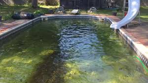 So, basically, you are chlorinating, in easier words, increasing the chlorine in the pool water. How To Get Algae Out Of A Pool Without A Vacuum Pool Clinics Reviews