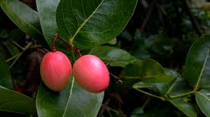 Pin On Fruits Nuts And Seeds