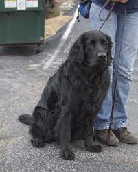 Labrador hair is usually short and straight, and the tail is quite broad and strong. Do Labradors Come In Long Hair Labrador Retriever Art Labrador Retriever Labrador