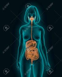 Human body internal organs schema flat infographic poster with icons images names location and definitions vector illustration. Woman Body With Digestive System Internal Organs In X Ray View Stock Photo Picture And Royalty Free Image Image 77817322