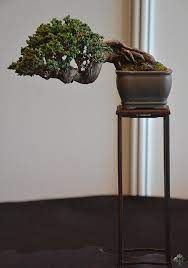 Bonsai Gallery Bonsai Empire Bonsai Tree Bonsai Bonsai Tree Types