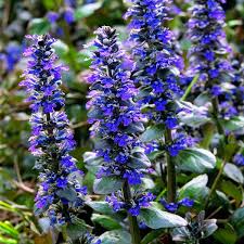 Image result for Ajuga