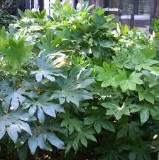 Image result for Alafia orientalis