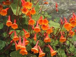 Image result for Tropaeolum