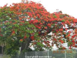 We did not find results for: Gulmohar Tree Flamboyant Tree Poinciana Tree Flame Of Forest
