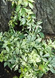 Image result for Parthenocissus quinquefolia