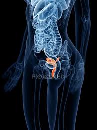 Anyone who has ever worked out can tell you that there is not just one exercise program to fit all. Abstract Female Body With Visible Uterus Digital Illustration Organs 3d Rendering Stock Photo 311547240