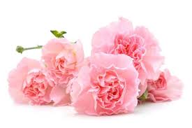 From red roses to teddy bears and boxes of chocolates to dipped berries, our gift options and bouquets of. Cheap Valentine S Day Flowers Cheapism Com