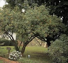 The small fruits may be yellow to red when ripe, and they often grow in dense clusters. What Is This Thorny Leafless Tree With Lumpy Yellow Fruit Gardening Landscaping Stack Exchange