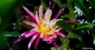 But what really makes a succulent a cactus is areolas. Fishbone Cactus Care How To Grow Epiphyllum Anguliger