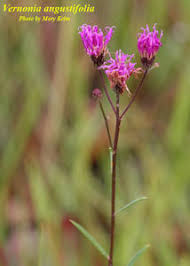 Image result for Vernonia myriantha