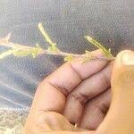 Image result for Kotschya strigosa