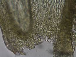 Image result for Monothecium