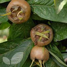 Check spelling or type a new query. Medlar Nottingham Fruit Trees For Sale Mespilus Germanica
