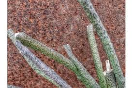 Image result for Cynanchum gerrardii