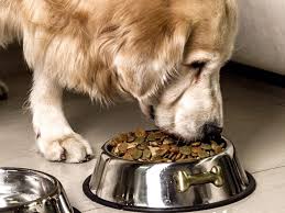 Try the pet pantry foods today and let us be your pet food solution. Best Dog Fool Bowls In 2019 Our Pets Gpet Outward Hound And More
