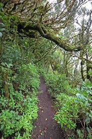 La Gomera Lorbeerwald Im Nationalpark Garajonay Mit Bildern La Gomera La Gomera Urlaub Kanarische Inseln