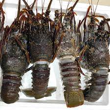 Check spelling or type a new query. Frozen Rock Lobster 10kg Ctn Ù„ÙˆØ¨Ø³ØªØ± ØµØ®Ø±Ø© Yamama Shop