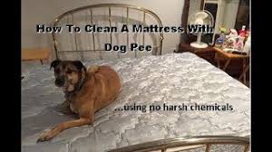 To learn how to remove wet urine stains from a. How To Clean A Mattress With Dog Pee Youtube